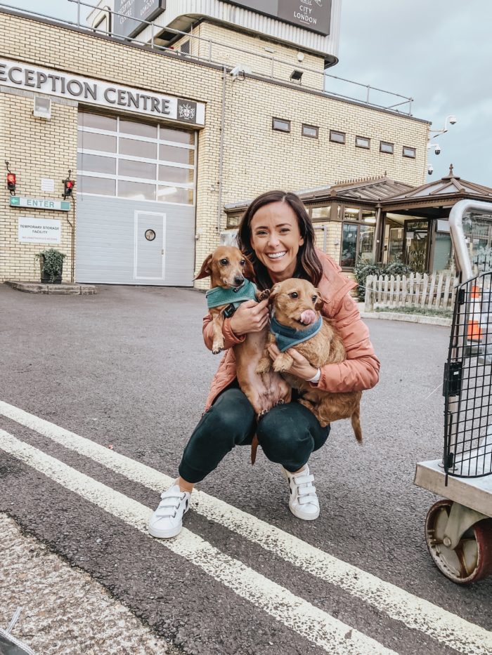 How We Moved Our Dogs From the US to the UK Alyson Haley